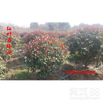 2米冠幅的红叶石楠球，价格是多少呢？