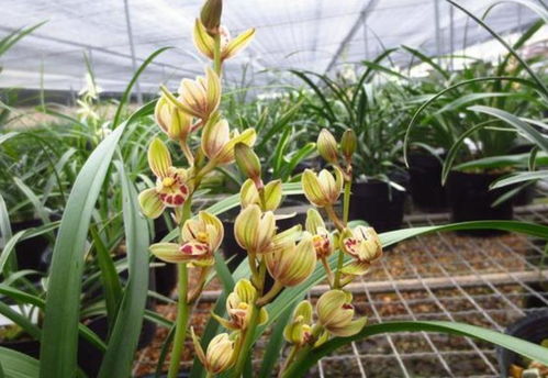 建兰什么季节开花？南北开花时间一样吗