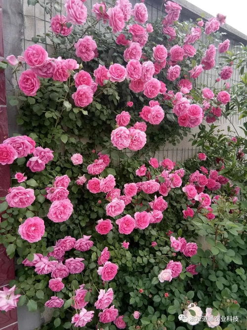 藤本月季藤本月季为落叶灌木， 呈藤状或蔓状，姿态各异，可塑性强，短茎的品种枝长只有1米，长茎的达5米。其茎上有疏密不同的尖刺，形态有直刺、斜刺、弯刺、钩形刺，依品种而异。花单生、 聚生或簇生，花茎从2.5厘米至14厘米不等，花色有红、粉、黄、白、橙、紫、镶边色、原色、表背双色等等
灌木月季
花朵大小、形状、颜色丰富多样，单朵花或数朵花成簇开放，花量相对较为集中。花期因品种而异，部分品种可多季开花，也有一些品种仅春季或夏季开花一次。
于2018年04月26日上线，由美丽的江边小城上传。
西瓜视频为您提供高清视频，画面清晰、播放流畅，kan丰富、高质量视频就上西瓜视频。
美丽的江边小城227万粉丝·942视频关注灌木月季、 藤本月季、微型月季有啥区别，kan过介绍后秒懂!
简介
月季花开艳丽，开花不断，品种也fei常多，带你kankan有哪些区别。灌木月季、 藤本月季、微型月季有啥区别，kan过介绍后秒懂!
收藏分享
画个圈圈的小渔村 7年前 10回复 展开 2 条回复 明月倚清秋27736496 手机用户58890025296 7年前 6回复 展开 1 条回复 李德来65532146德叔 付波57 ...
私信TA
藤本月季和灌木月季的小苗在以下几个方面存在区别: 株型不同:藤本月季是落叶灌木，花枝呈现藤状或蔓状，长度在1-5米之间；而灌木月季是直立灌木，花枝较为粗壮，呈现为圆柱形，高度约为1-2米。
总的藤本月季和灌木月季的小苗在株型、花朵和养护等方面存在明显区别.
月季花藤本月季与灌木月季啥区别?种了这么多年dou没搞懂!三少小小园艺师… 视频加载失败，Ke以 刷新试试 小芳仔农村 女单16强出炉!国乒占6席,...
图为灌木月季詹森