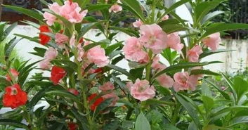 为什么精心养护的凤仙花总在盛夏突然枯萎？