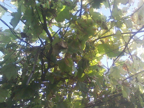 农药，救星还是祸害？