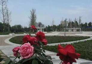 西林县土黄庄园：月季的盛宴