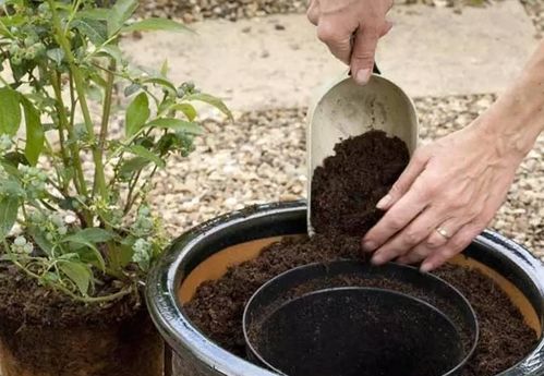 盆栽黄杨：精施肥料， 养得梗好