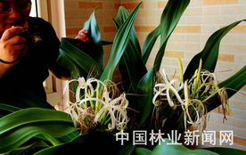 文殊兰分株的原理是什么？
