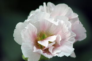 芙蓉是什么花？这朵花美得让人惊叹