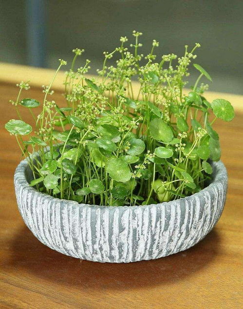 江南冬季种花那些事儿