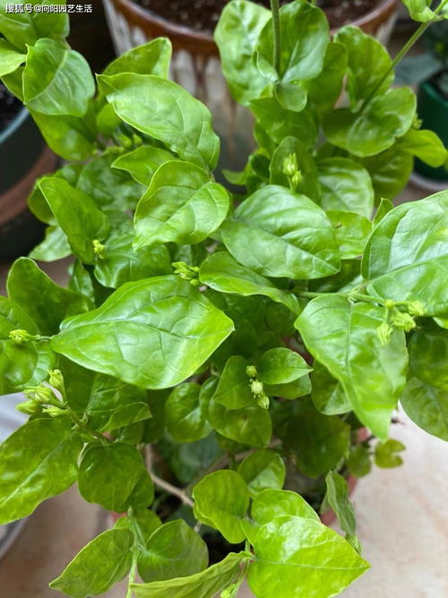 茉莉花施肥时使用什么肥料对促进其开花效果最好
