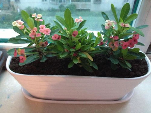 虎刺梅：北方的室内花卉