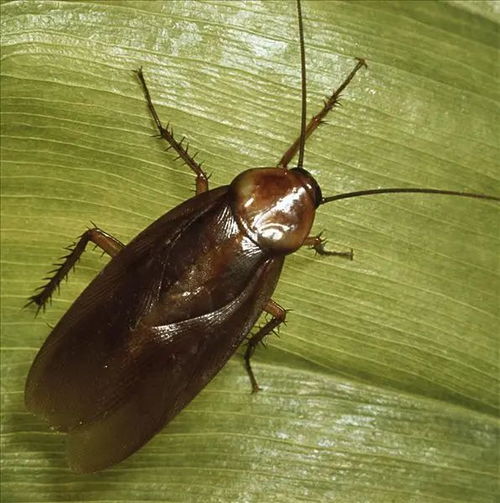 蟑螂繁殖下的隐秘花园