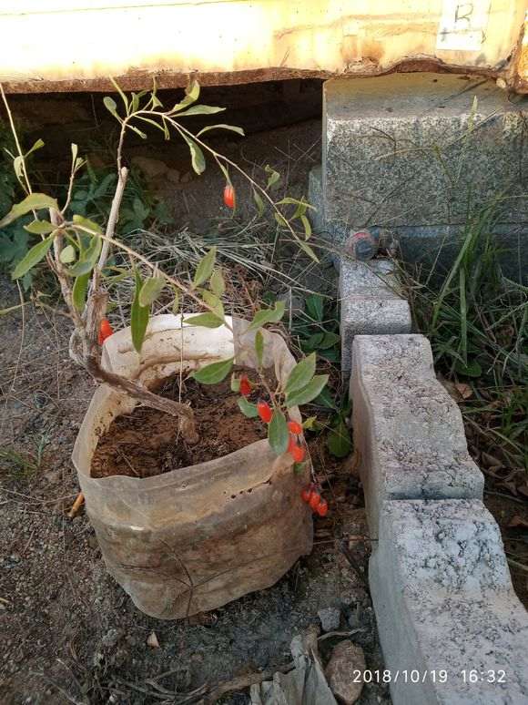 枸杞老桩生根与下山桩栽培技术探讨