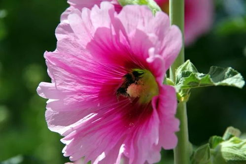 清新的夏日使者：蓝雪花