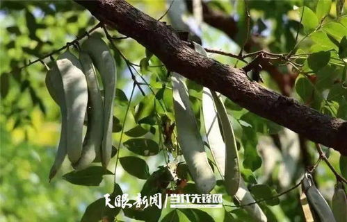 皂角米种植真有那么难吗？老农亲授三招亩产翻倍可行吗？