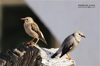 鸟类可Nengtong过以下途径接触农药