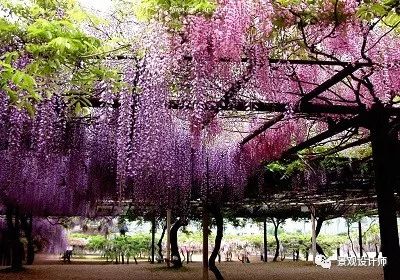 树体管理：紫藤的定植与成长