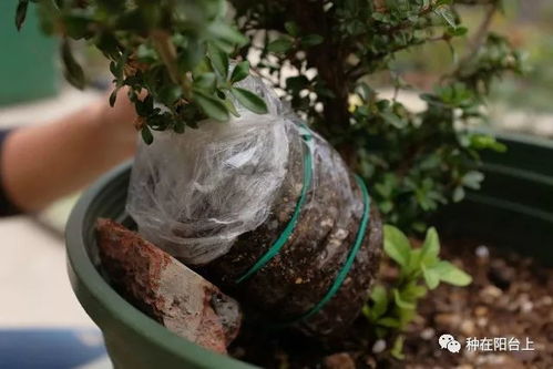 荔枝高压育苗技术是一种高效、快速繁殖荔枝的方法
