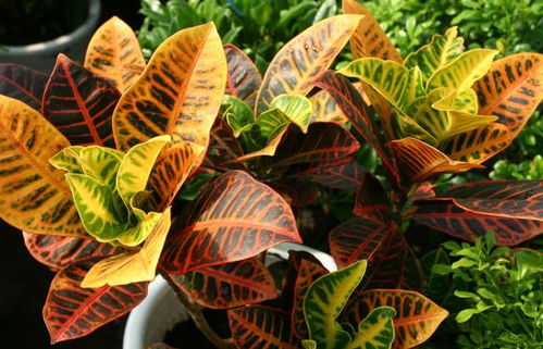 “彩叶草卷叶速解秘，养花达人必备技巧！”