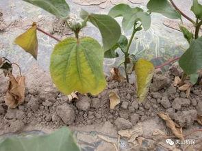 其他方法也来凑热闹：天敌虫豸和专业防治