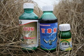 草甘膦：油茶树的致命杀手