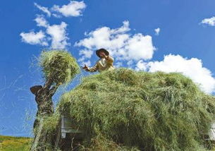 放牧要会读草语：紫花针茅的穗子告诉我们