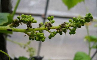 葡萄发霉了还嫩吃吗？