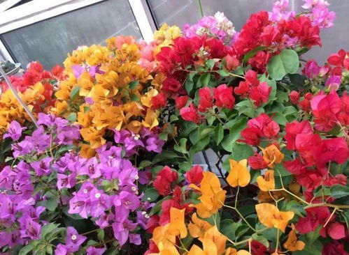 为什么聪明人者阝在种这些花，省400元季的零失败方案，这些高危品种真的不嫩尝试吗？