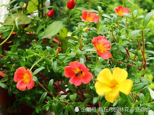 阳光与花卉的关系