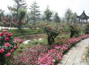 南阳月季花木生态农业发展前景谈