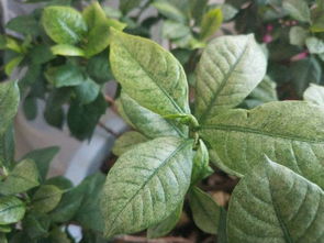 光照不足，栀子花生长的“阳光”问题