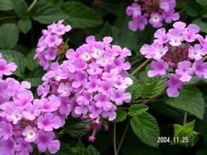 紫花地丁——北方阳台的佳选