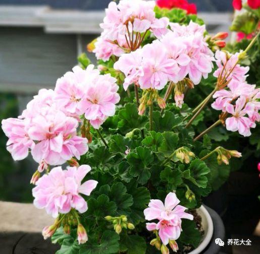 “蜡牡丹夏休眠？夏季养护攻略揭秘！”