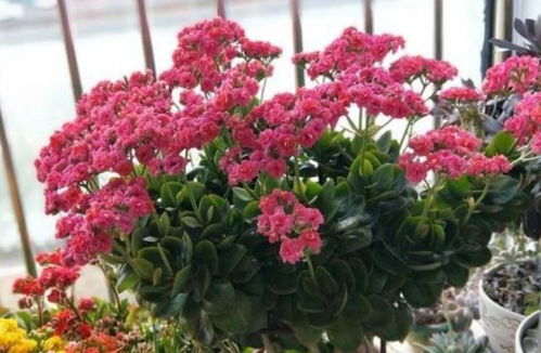 一、 属鼠旺财的花卉推荐 - 紫薇花：招财植物，属鼠人的幸运之花