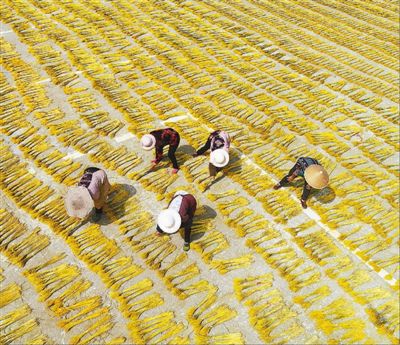 麦秸种植的花花世界