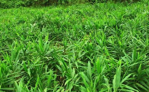 党参种植的最佳时间是什么时候？不同地区有哪些适宜的栽培方法