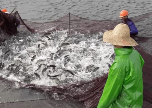 鳄鱼养殖需适宜的水温、水质、饲料及环境