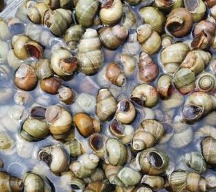 田螺生活在田里其食用价值如何