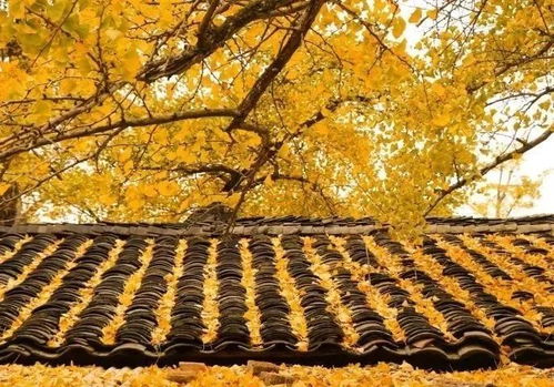 银杏：金黄叶子，秋天夺目