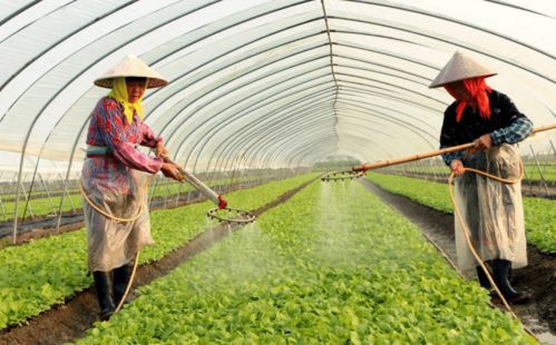 先说说得搞明白， 这除草剂和液化肥到底该怎么混