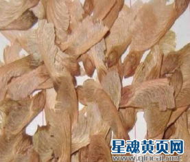 五角枫种子千粒重是多少？