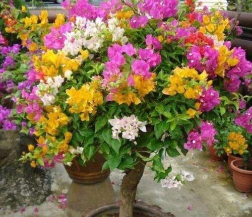 连翘：花期比迎春晚10天 避开倒春寒