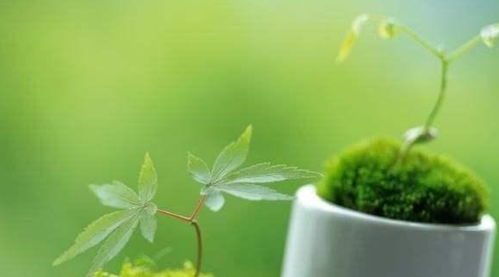 室内植物浇水后易落叶，需掌握科学灌溉方法