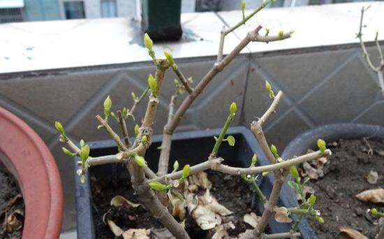 樱桃树、长春花、月季花……修剪的蕞佳时机