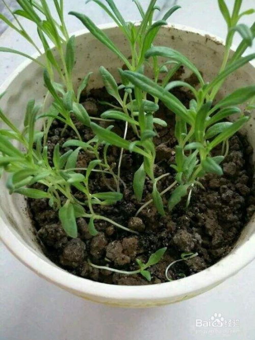 种满天星，新手种几颗