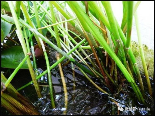 收获与贮藏：小马蹄的“保鲜术”