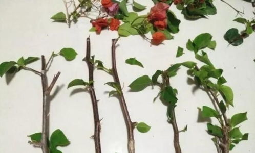 石榴扦插生根最快方法有哪些？掌握哪些技巧能提高生根速度