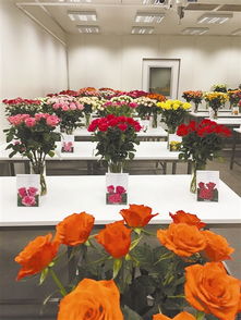 金昌循环经济引领花卉产业创新突破