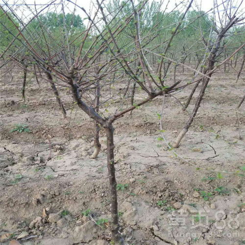 红叶李树五公分单株市场价格探秘