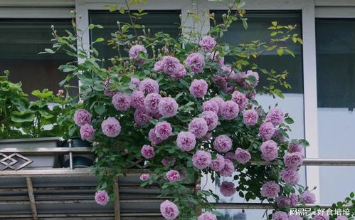 多季节绽放， 花开如瀑