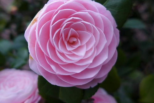 四季茶花的施肥