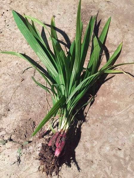 石蒜科花草的特色介绍