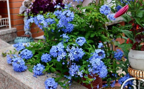 如何让这些花卉在沙石地上茁壮成长